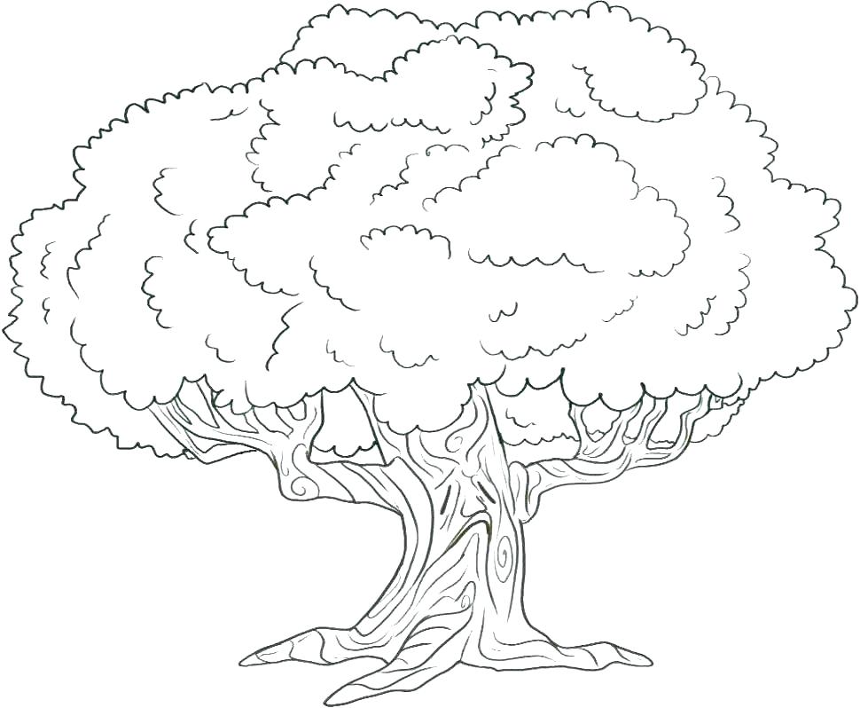 Oak Tree Coloring Page Shippa.co 970x798 Oak Tree Coloring Page Shippa.co