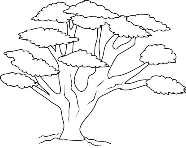 Coloring Pages Of Trees Oak Tree With So Many Branch Coloring Page 600x478 Coloring Pages Of Trees Oak Tree With So Many Branch Coloring Page