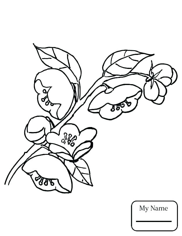 Coloring Pages Of Trees With Leaves Coloring Page Tree Oak Tree 624x808 Coloring Pages Of Trees With Leaves Coloring Page Tree Oak Tree