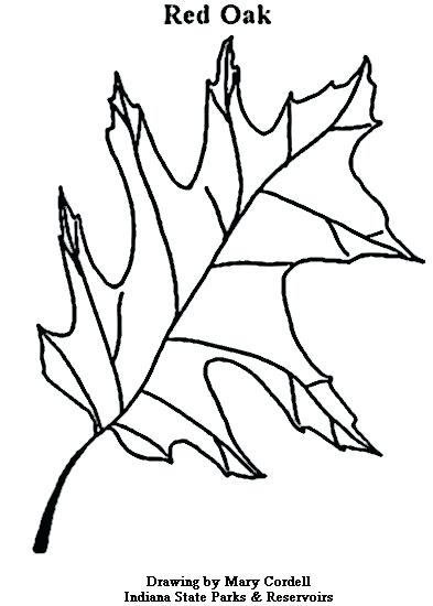 Coloring Pages Plants Cute Coloring Oak Leaf Printable Coloring 393x550 Coloring Pages Plants Cute Coloring Oak Leaf Printable Coloring