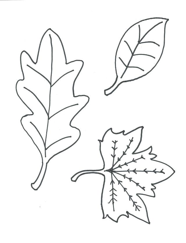 Printable Leaves Coloring Viewing Gallery For Leaf Coloring Page 640x837 Printable Leaves Coloring Viewing Gallery For Leaf Coloring Page