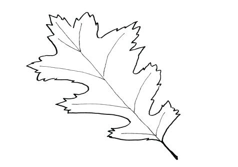Unusual Oak Leaf Coloring Pages Contemporary Resume Ideas Coloring 476x333 Unusual Oak Leaf Coloring Pages Contemporary Resume Ideas Coloring