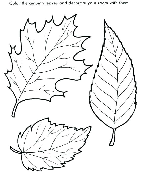 Coloring Pages Of Leaves Oak Leaf Coloring Page Leaf Coloring 550x672 Coloring Pages Of Leaves Oak Leaf Coloring Page Leaf Coloring