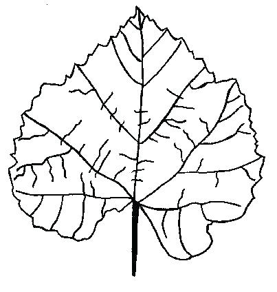 Oak Leaf Coloring Page Lets Learn About The Leaves With The Leaf 403x424 Oak Leaf Coloring Page Lets Learn About The Leaves With The Leaf