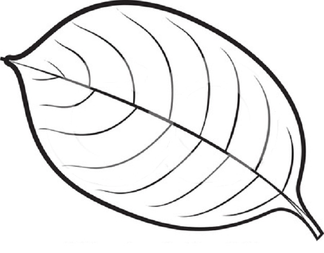 Autumn Leaves Coloring Pages 630x493 Autumn Leaves Coloring Pages