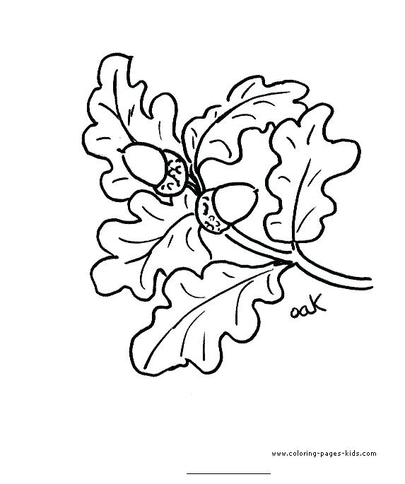 573x685 Oak Leaf Coloring Page Oak Tree Coloring Page Oak Leaf Coloring