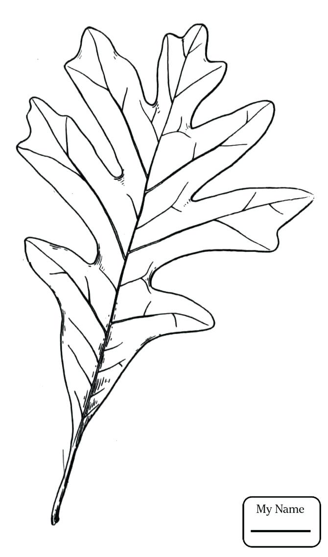 670x1139 Oak Tree Coloring Page Little Leaf Of Oak Trees Leaves Oaks