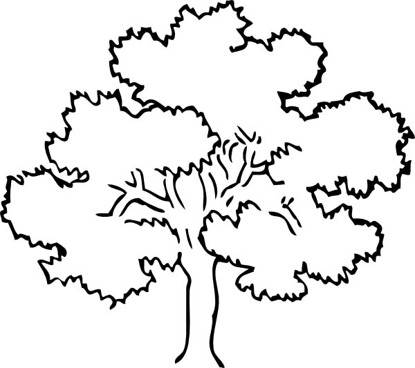 600x533 Awesome Drawing Oak Tree Coloring Page Color Luna
