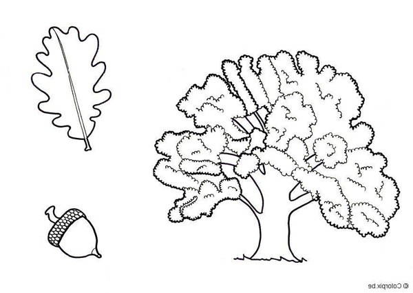 600x425 Drawing Of An Oak Tree Leaf And Fruit Coloring Page Color Luna