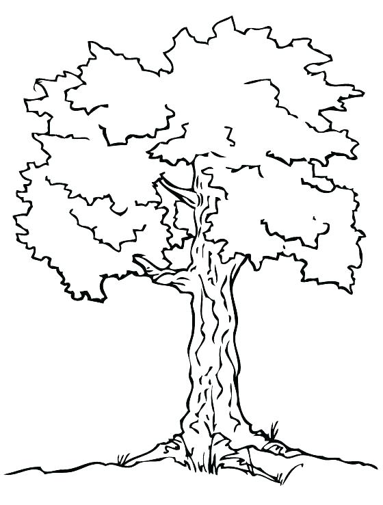 560x738 Free Oak Tree Coloring Pages Simple Drawing Leaves