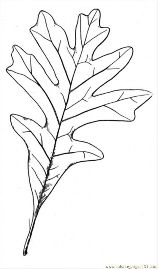 Oak 16 Coloring Page 650x1107 Oak 16 Coloring Page
