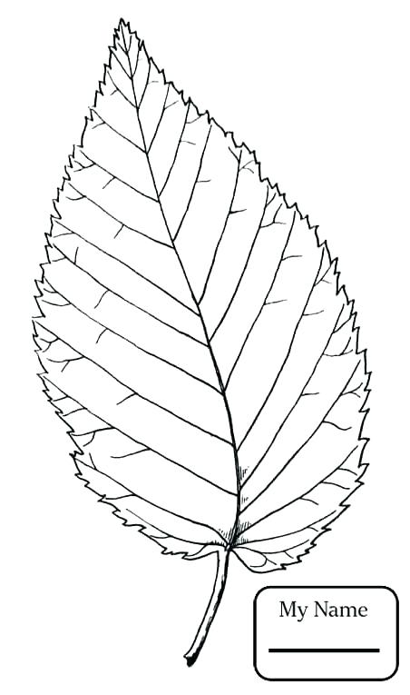 Oak Leaf Coloring Page Maple Tree Coloring Page Oak Leaf Coloring 452x765 Oak Leaf Coloring Page Maple Tree Coloring Page Oak Leaf Coloring