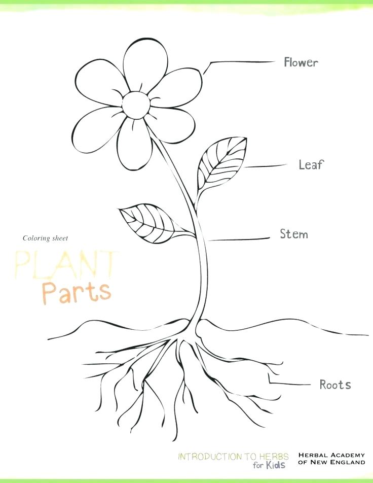 Oak Tree Coloring Page Coloring Pages Trees Plants And Flowers 736x952 Oak Tree Coloring Page Coloring Pages Trees Plants And Flowers