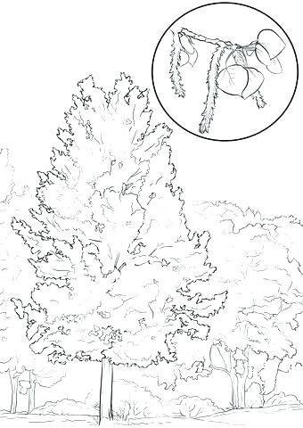 Oak Tree Coloring Page Tree Coloring Pages In Addition Click 340x480 Oak Tree Coloring Page Tree Coloring Pages In Addition Click