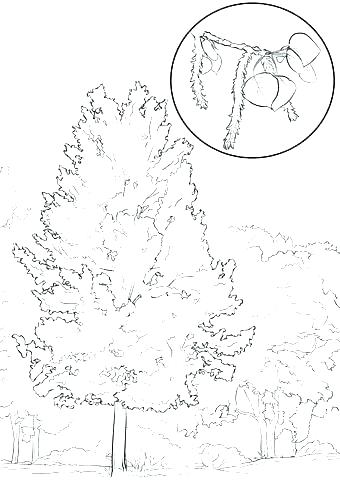 Oak Tree Coloring Page Tree Pictures For Colouring Apple Tree 340x480 Oak Tree Coloring Page Tree Pictures For Colouring Apple Tree