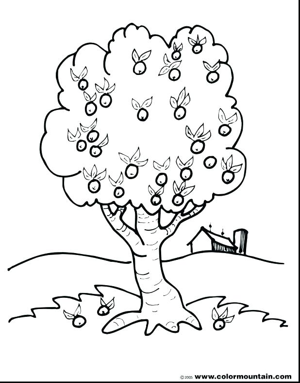 Printable Tree Coloring Pages Free Printable Tree Coloring Pages 618x787 Printable Tree Coloring Pages Free Printable Tree Coloring Pages