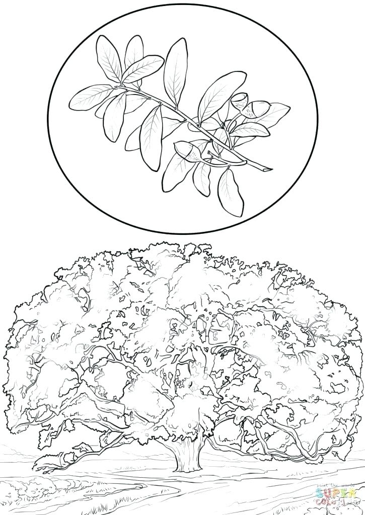 Printable Tree Coloring Pages 725x1024 Printable Tree Coloring Pages