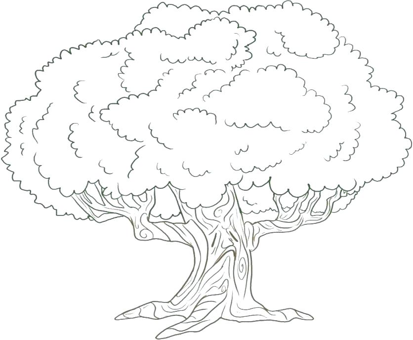 Oak Trees Coloring Pages at GetColorings.com | Free printable colorings ...