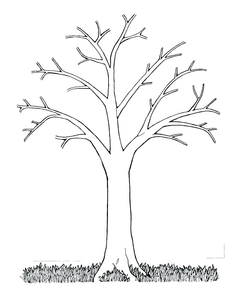 Coloring Page Tree Oak Tree Coloring Page Tree Coloring Pages Tree 736x948 Coloring Page Tree Oak Tree Coloring Page Tree Coloring Pages Tree