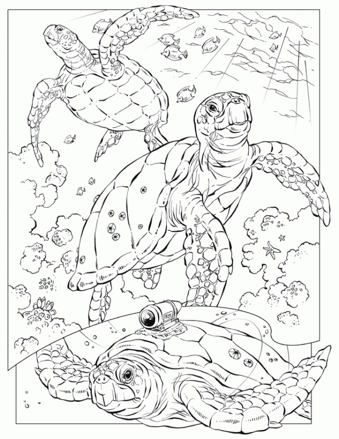 695x900 Realistic Sea Turtle Coloring Pages For Adults