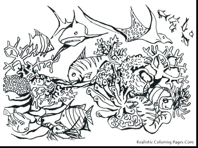 Coloring Pages Sea Animals Medium Size Of Sea Animal Coloring 667x500 Coloring Pages Sea Animals Medium Size Of Sea Animal Coloring