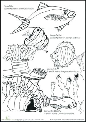 Ocean Coloring Pages For Preschool Ocean Animal Coloring Pages 301x426 Ocean Coloring Pages For Preschool Ocean Animal Coloring Pages