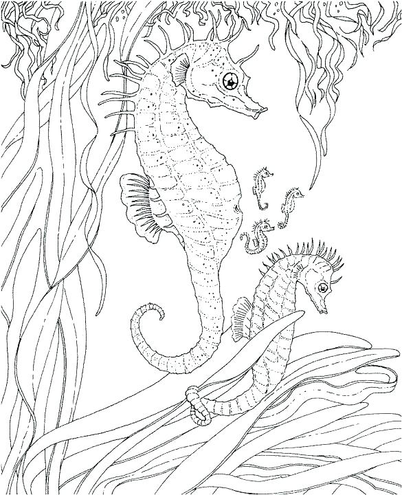 585x720 Adult Ocean Coloring Pages Ocean Coloring Pages For Adults 17604