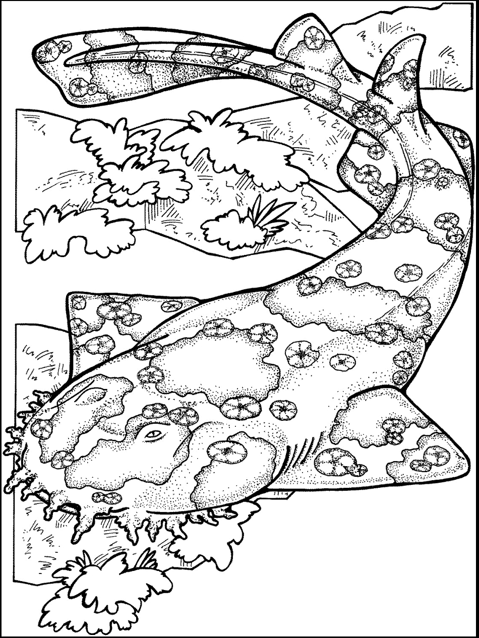 950x1266 Fresh Adult Coloring Pages Ocean Realisti Design Printable