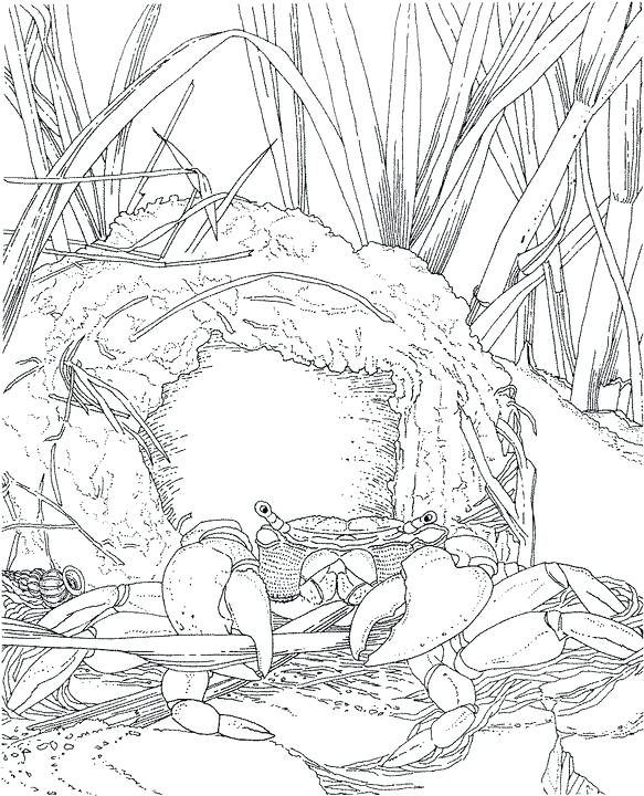 583x720 Ocean Coloring Page Beautiful Ocean Coloring Pages For Adults