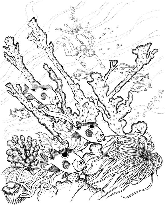 579x720 Adult Ocean Coloring Pages Coloring Page For Adults Adult
