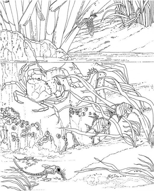 520x642 Adult Ocean Coloring Pages Printable Coloring Page For Kids Kids