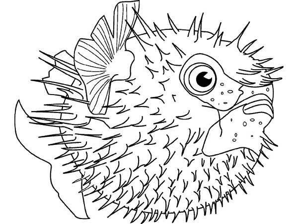 Puffer Fish Coloring Pages 600x450 Puffer Fish Coloring Pages
