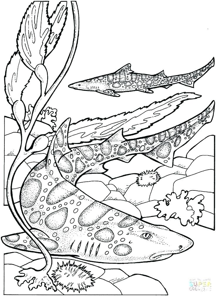 736x1007 Sea Life Coloring Pages Marine Coloring Pages Marine Coloring