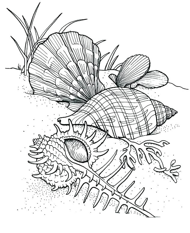 633x775 Marine Life Coloring Pages Coloring Sea Marine Life Coloring Pages