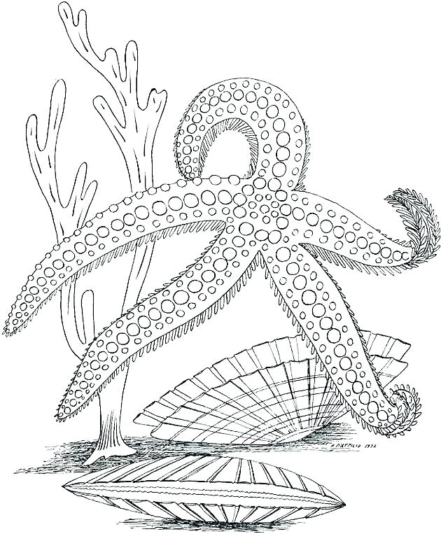 Ocean Coloring Pages Pdf Under The Ocean Coloring Pages Ocean Life 630x763 Ocean Coloring Pages Pdf Under The Ocean Coloring Pages Ocean Life