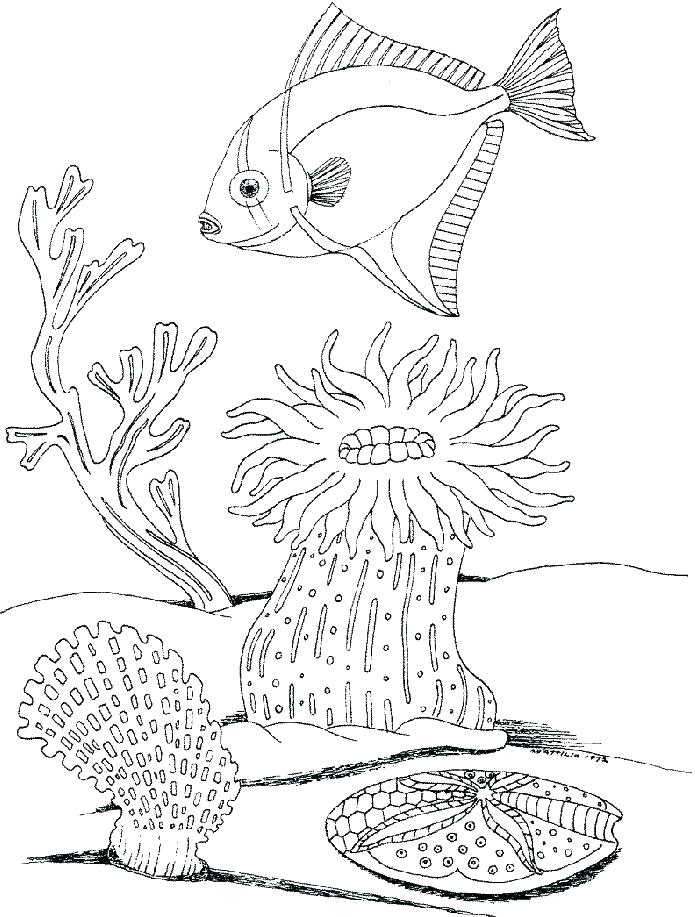Ocean Plants Coloring Pages at GetColorings.com | Free printable ...