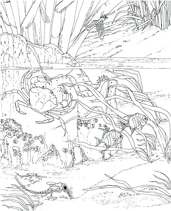 Ocean Scene Coloring Pages at GetColorings.com | Free printable ...