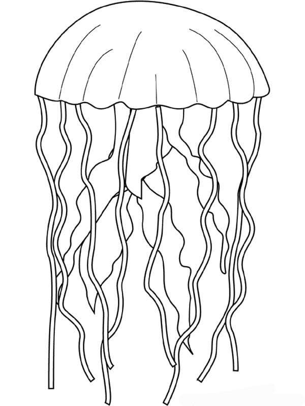 600x800 Jellyfish Coloring Pages