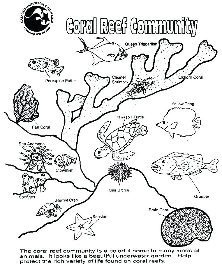736x877 Coloring Pages Of The Ocean Lovely Ocean Coloring Page For Adults