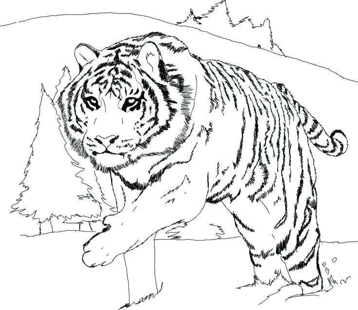 736x638 Ocelot Coloring Page Ocelot Black And White Minecraft Ocelot
