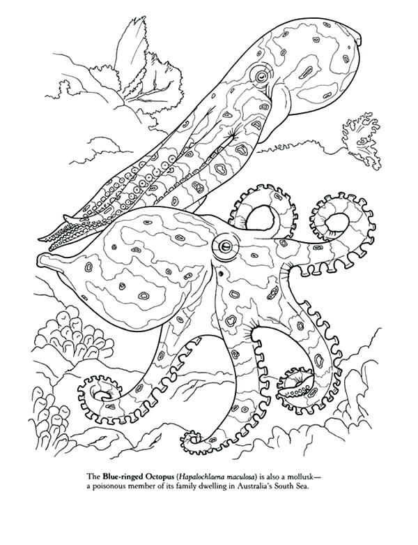 Octopus Coloring Pages Impair.co 600x781 Octopus Coloring Pages Impair.co