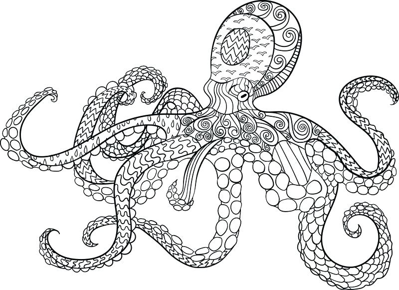 Coloring Page Octopus Octopus With High Details Adult Coloring 800x581 Coloring Page Octopus Octopus With High Details Adult Coloring