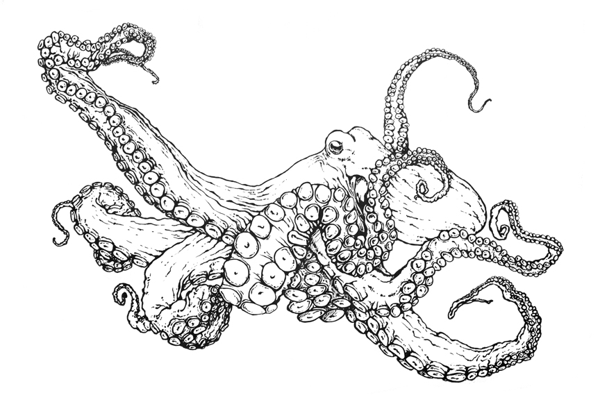Common Octopus Coloring Page To Print Mdubillustrations 864x576 Common Octopus Coloring Page To Print Mdubillustrations