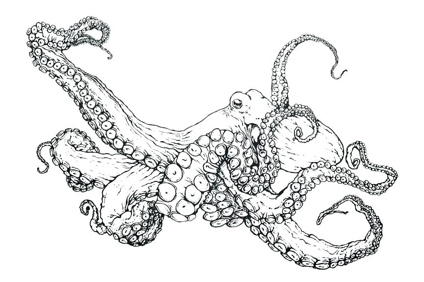864x576 Octopus Coloring Book As Well As Coloring Pages Octopus Octopus