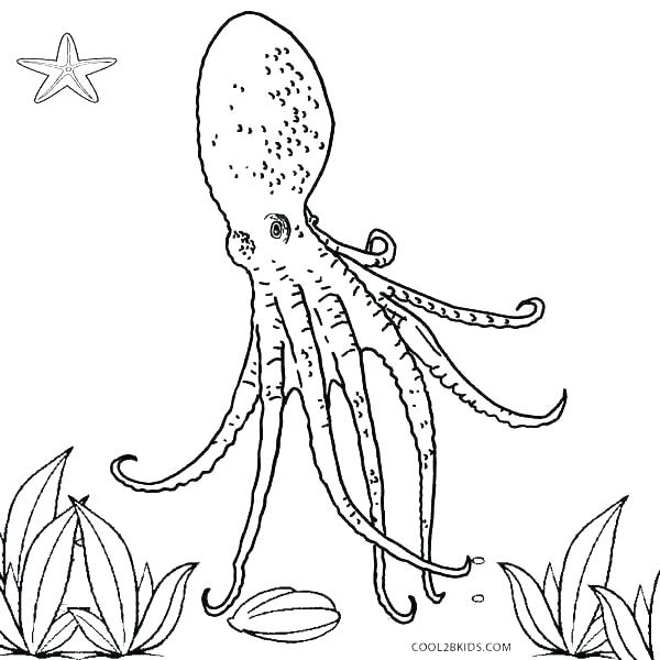 600x600 Coloring Pages Octopus Shippa.co