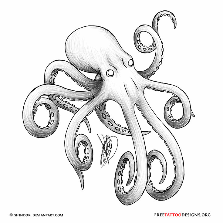 Octopus Tattoo Drawing 735x735 Octopus Tattoo Drawing