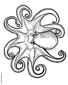 There Are Over 100 Different Species Of Octopuses. ) Obsession 236x297 There Are Over 100 Different Species Of Octopuses. ) Obsession