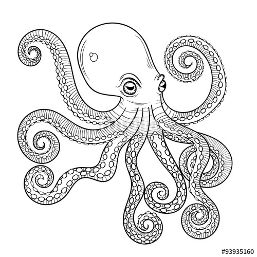 Vector Zentangle Octopus Print For Adult Coloring Page. Hand Dra 500x500 Vector Zentangle Octopus Print For Adult Coloring Page. Hand Dra