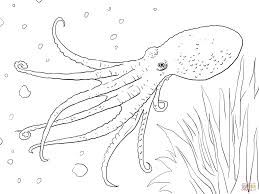 Octopus Anatomy Oc Octopus Facts 259x194 Octopus Anatomy Oc Octopus Facts