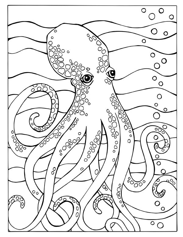 1194 Best Octopus Images On Octopuses, Octopus 600x776 1194 Best Octopus Images On Octopuses, Octopus